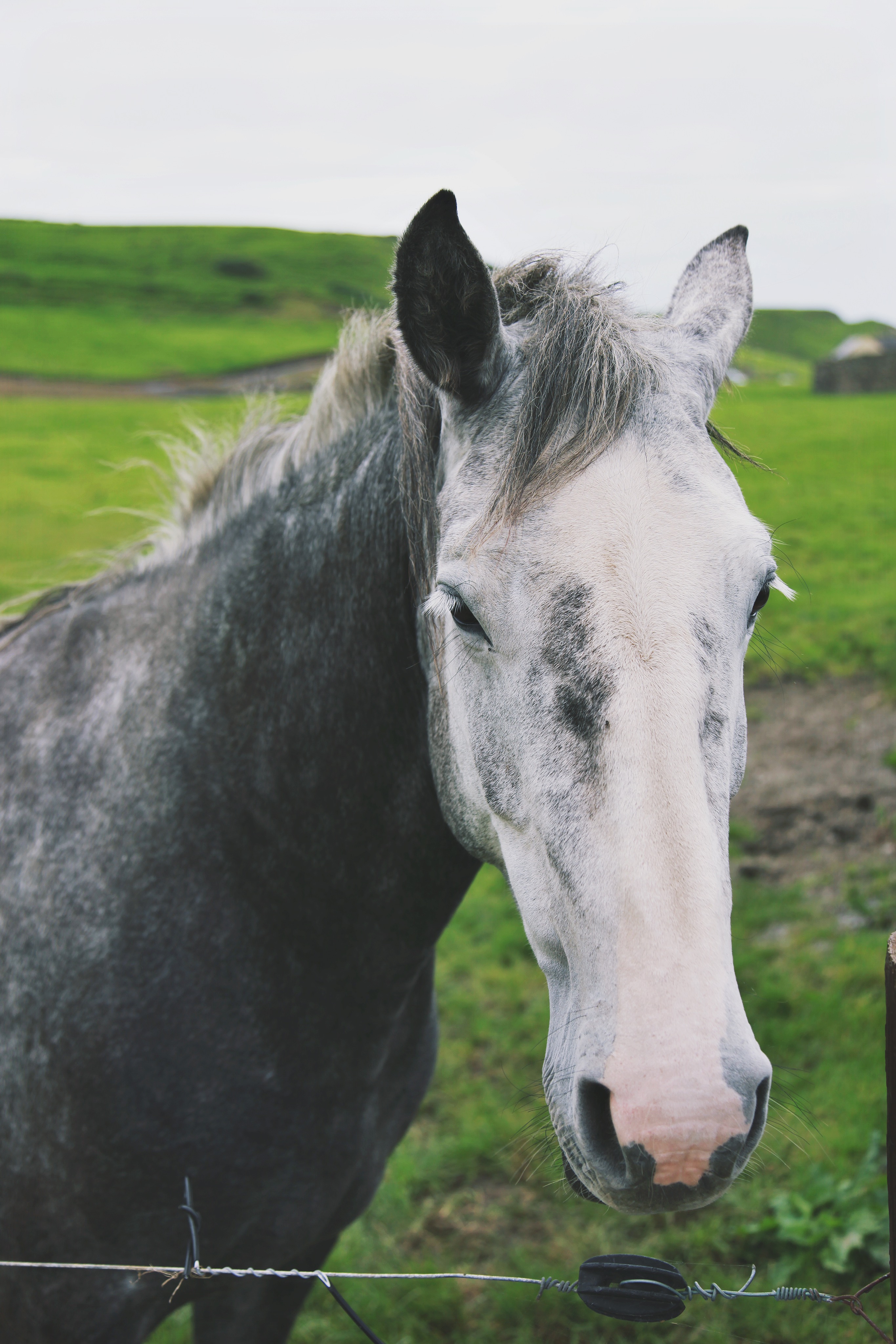 Horse in Ireland
